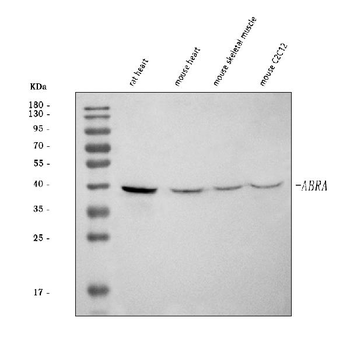 Anti-ABRA Antibody