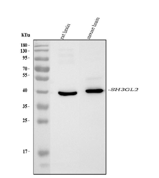 Anti-SH3GL2 Antibody (monoclonal, 6I8E1)