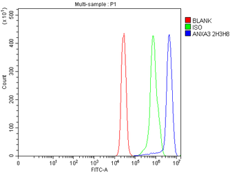Anti-Annexin A3 Antibody (monoclonal, 2H3H8)