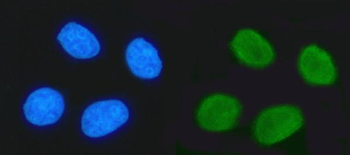 Anti-TRIM24 Antibody (monoclonal, 4G6C2)