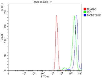 Anti-MCM7 Antibody (monoclonal, 3H11)