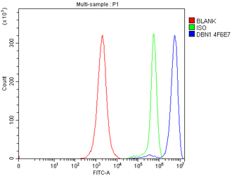 Anti-Drebrin/DBN1 Antibody (monoclonal, 4F6E7)