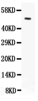 Anti-Orai1 Antibody