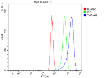 Anti-14-3-3 gamma/YWHAG Antibody
