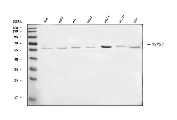 USP22 Antibody