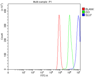 Anti-SLU7 Antibody