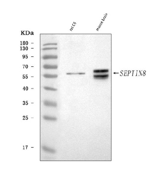 Septin 8/Septin8 Antibody