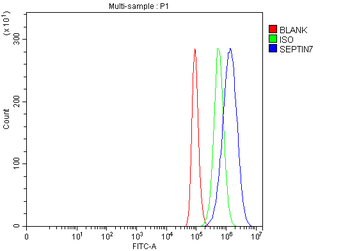 Anti-SEPT7/SEPTIN7 Antibody