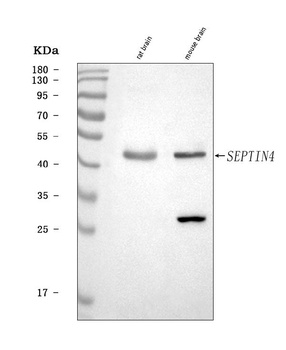 SEPT4/SEPTIN4 Antibody