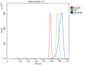 Anti-NDUFS6 Antibody