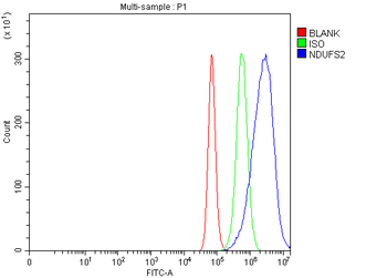 Anti-NDUFS2 Antibody