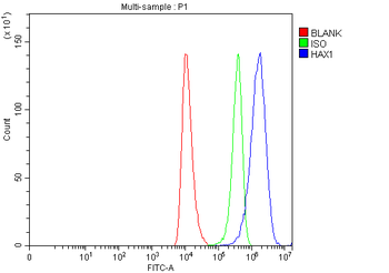 Anti-HAX1 Antibody