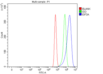 Anti-EIF3A Antibody