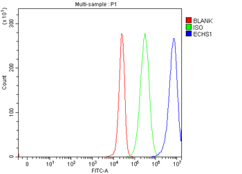 Anti-ECHS1 Antibody
