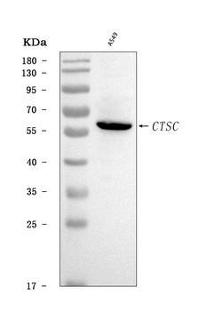 CTSC Antibody