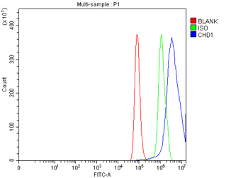 Anti-CHD1 Antibody