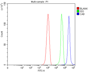 Anti-Carbonic Anhydrase 9/CA9 Antibody
