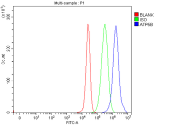 Anti-ATP5F1B Antibody