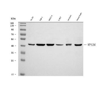 VPS36 Antibody