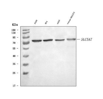 SLC5A7 Antibody