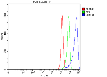 Anti-RHNO1 Antibody