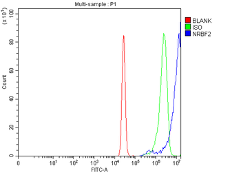 Anti-NRBF2 Antibody