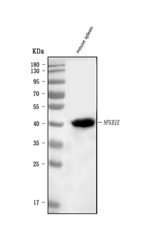 Anti-IKB epsilon/Nfkbie Antibody