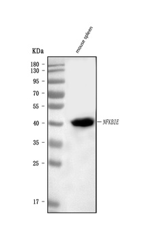IKB epsilon/Nfkbie Antibody