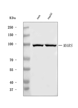 MARS1 Antibody