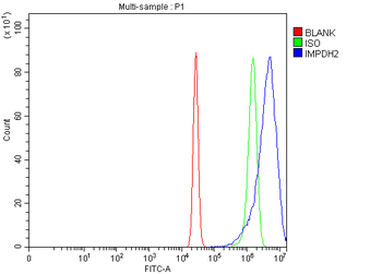 Anti-IMPDH2 Antibody