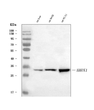 Heme Oxygenase 1/Hmox1 Antibody