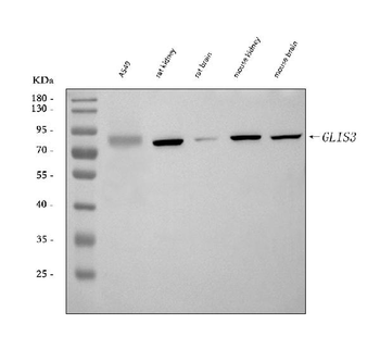 Anti-GLIS3 Antibody