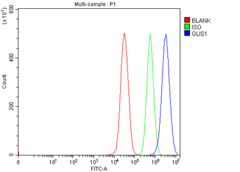 Anti-GLIS1 Antibody