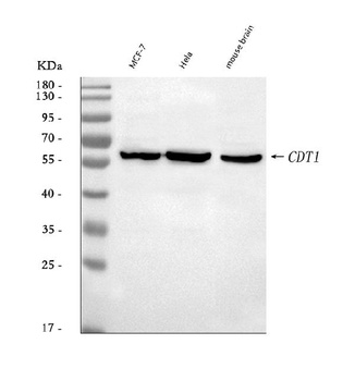 DUP/CDT1 Antibody