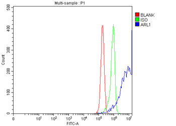 Anti-ARL1 Antibody