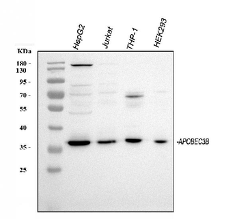 Anti-APOBEC3B Antibody