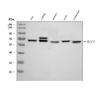 Anti-KLC1 Antibody (monoclonal, 4F2D7)