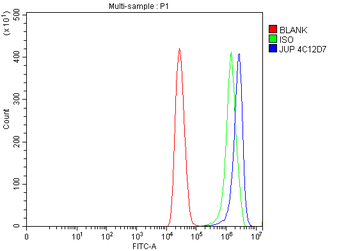 Anti-gamma Catenin Antibody (monoclonal, 4C12D7)