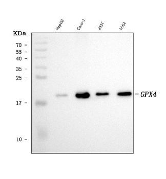 Glutathione Peroxidase 4/GPX4 Antibody (monoclonal, 6I4E7)