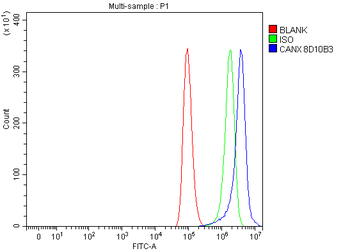 Anti-Calnexin/CANX Antibody (monoclonal, 8D10B3)