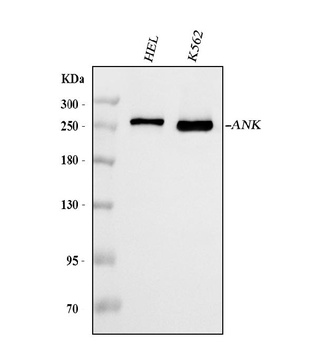 Ankyrin erythroid/ANK/ANK1 Antibody (monoclonal, 9I6C3)