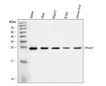 BAG2 Antibody (monoclonal, 8F11G2)