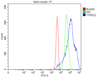 Anti-YTHDC2 Antibody