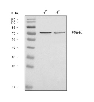 WDR46 Antibody