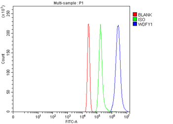 Anti-FENS1/WDFY1 Antibody