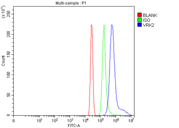 Anti-VRK2 Antibody