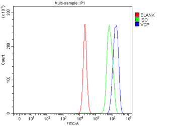 Anti-VCP Antibody