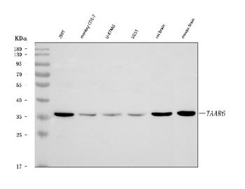 TARC/CCL17/TAAR6 Antibody