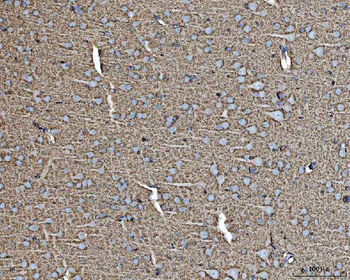 Anti-EAAT1/SLC1A3 Antibody
