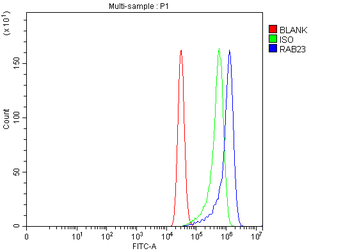 Anti-RAB23 Antibody